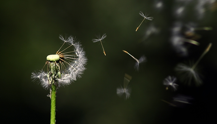 Biodiversité : le Parlement européen adopte le règlement européen pour restaurer la nature